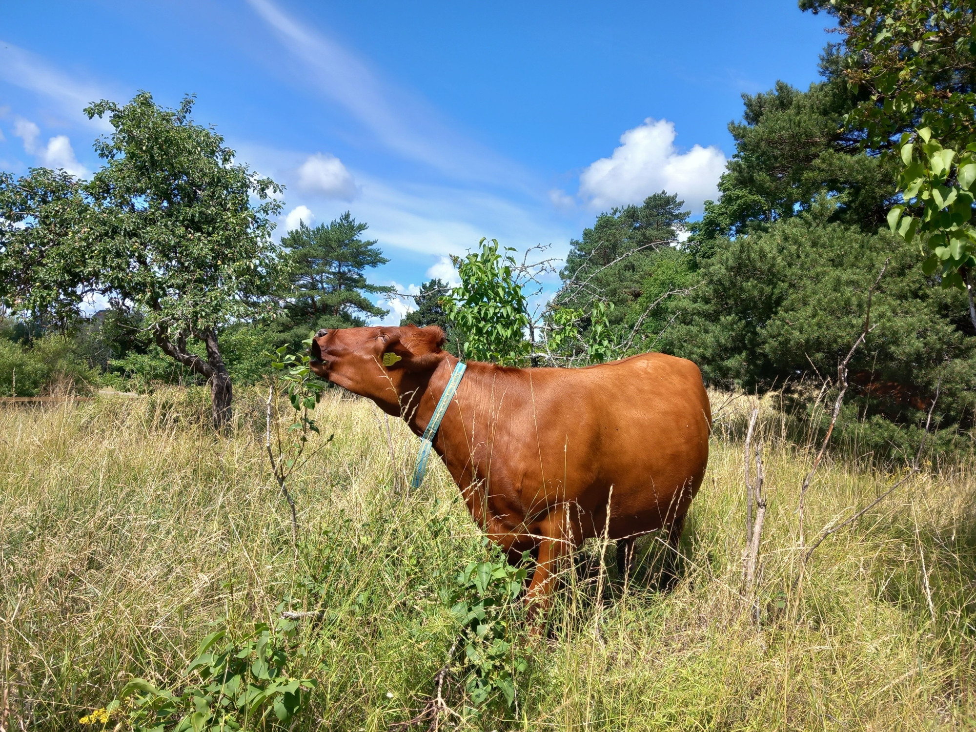 A Swedish Red Polled cow eating leaves under a blue sky. (Photo: Martin Johnsson. License: cc-by 4.0)