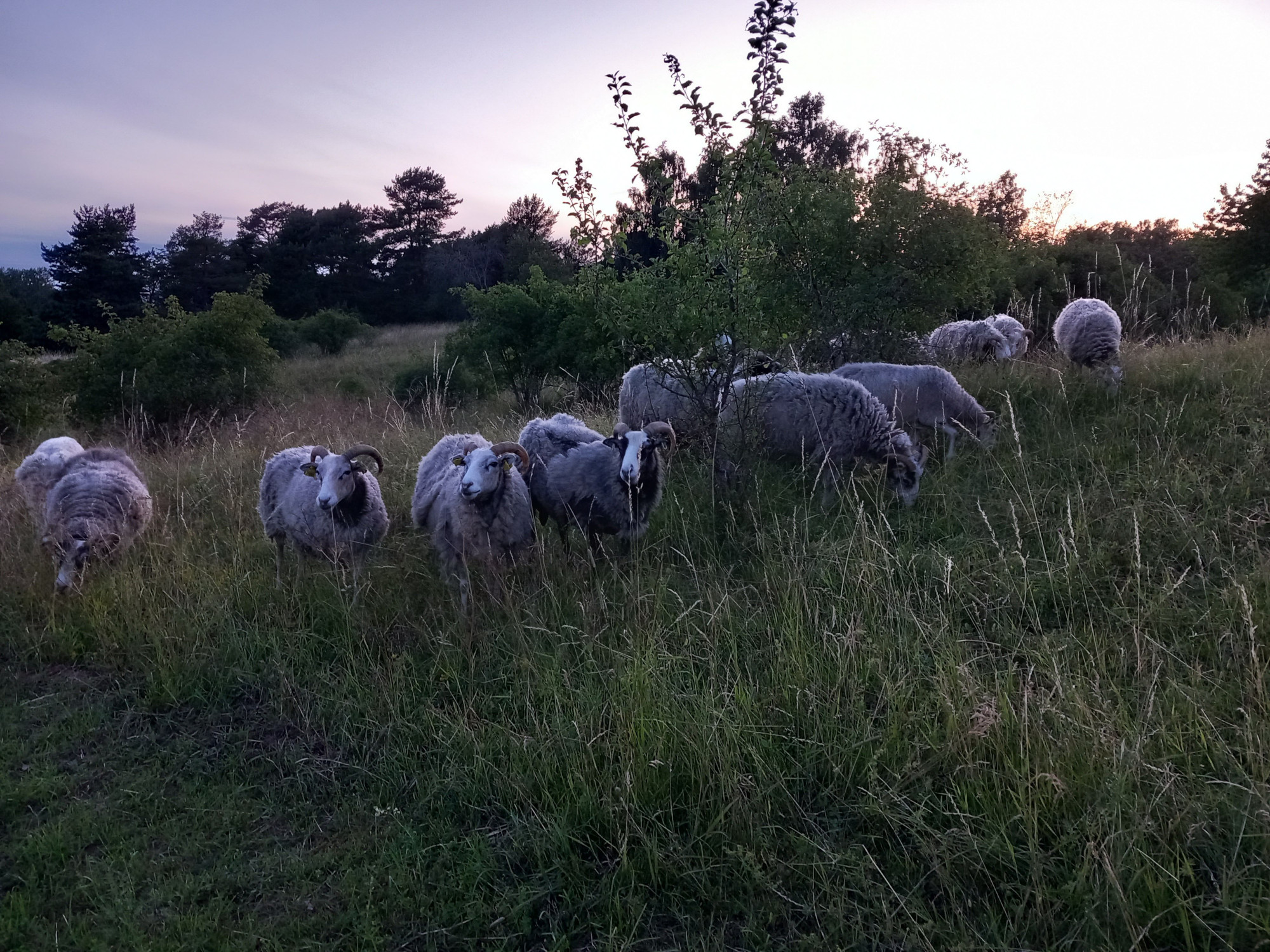A group of Gute sheep looking curious in the evening. (Photo: Martin Johnsson. License: cc-by 4.0)